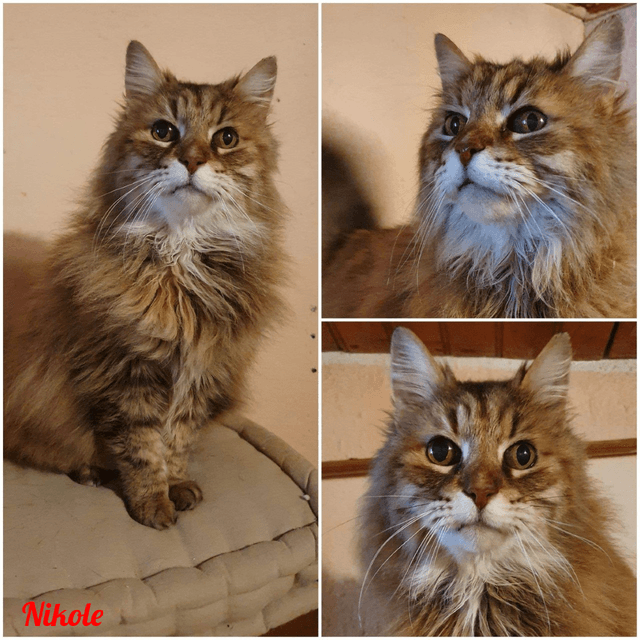 Photo de Kolette