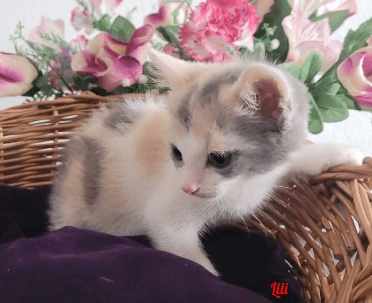 Photo de Lili