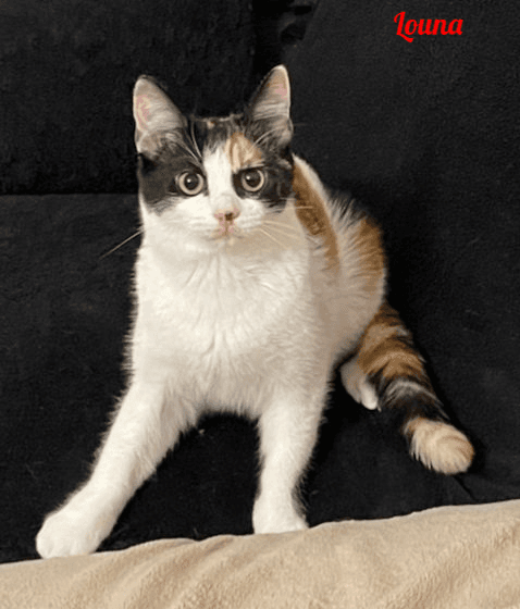 Photo de Louna
