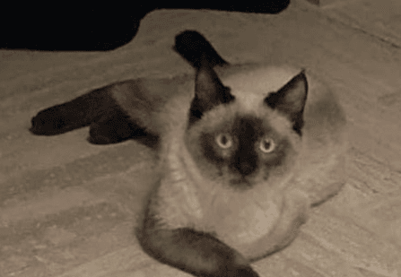 Photo de Maklein
