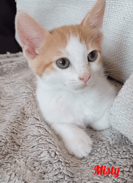 Photo de Misty