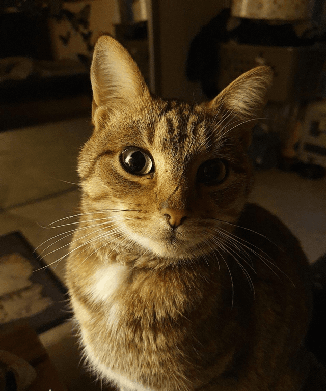 Photo de Oskar