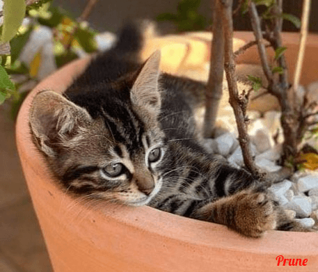 Photo de Prune