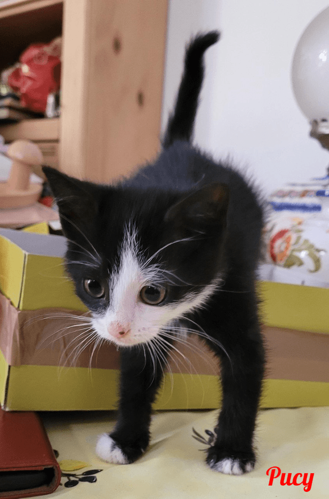 Photo de Pucy
