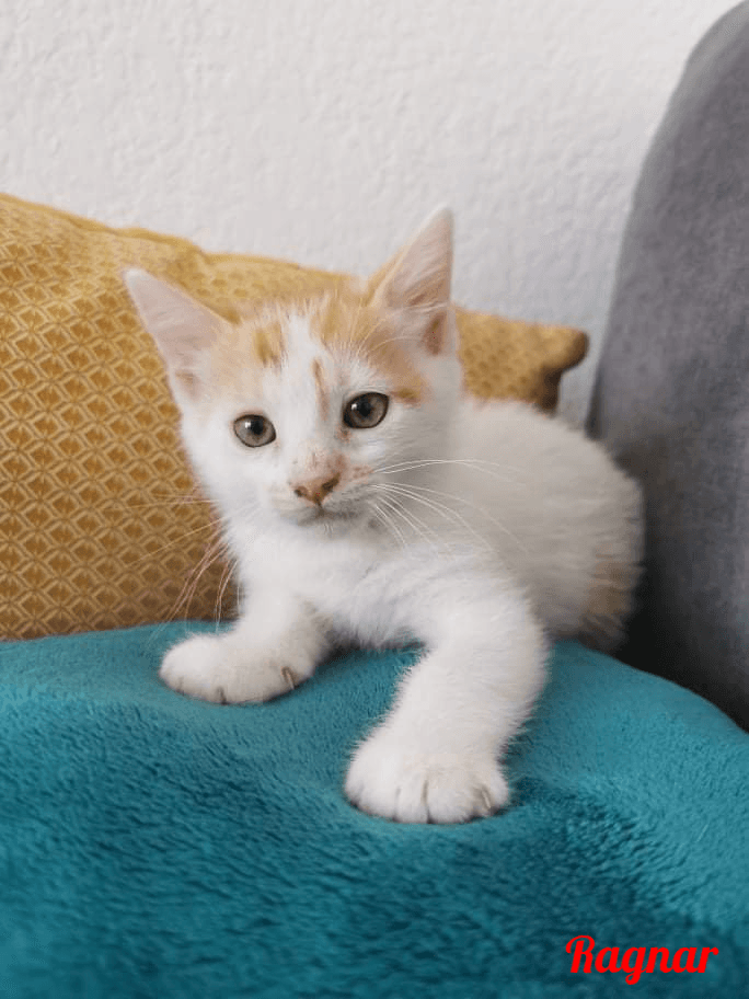 Photo de Ragnar-2