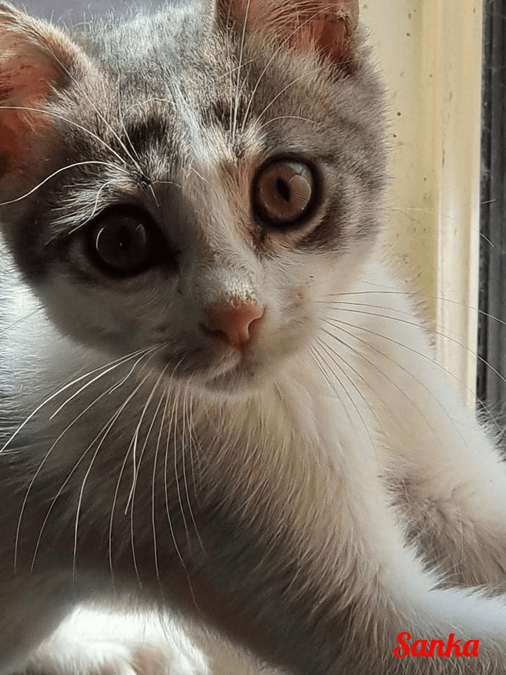 Photo de Sanka