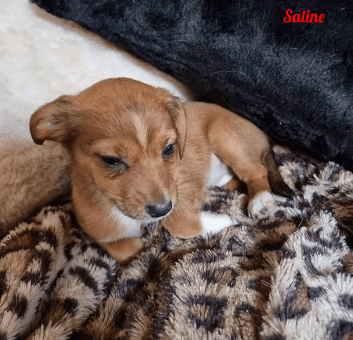Photo de Satine