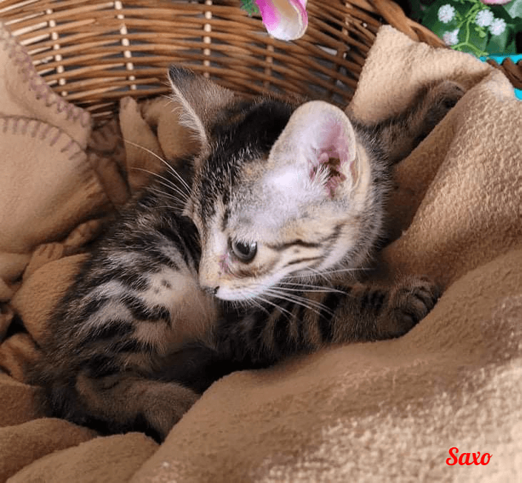 Photo de Saxo