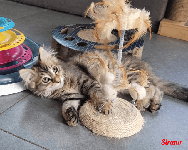 Photo de Sirano