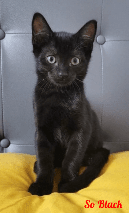 Photo de So-black-2