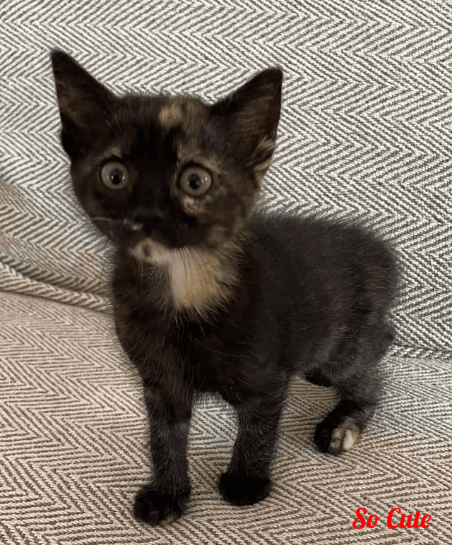 Photo de So-cute