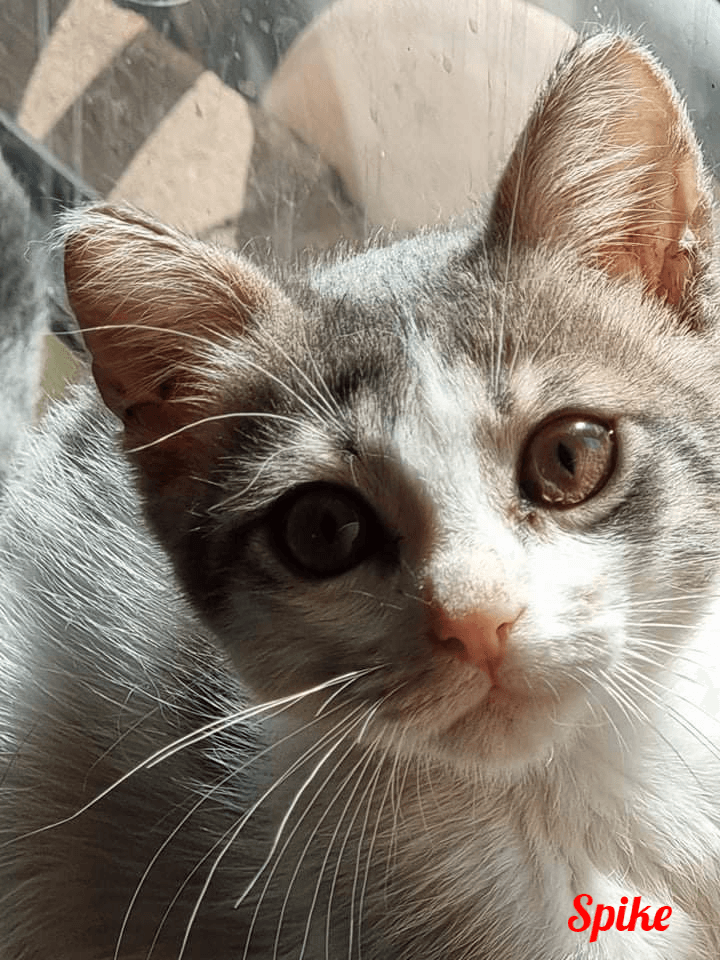 Photo de Spyke