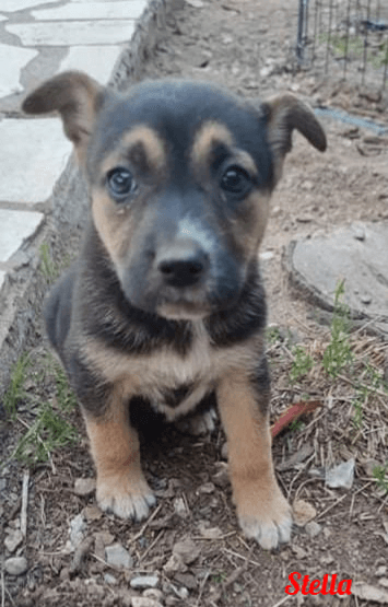 Photo de Stella-chien
