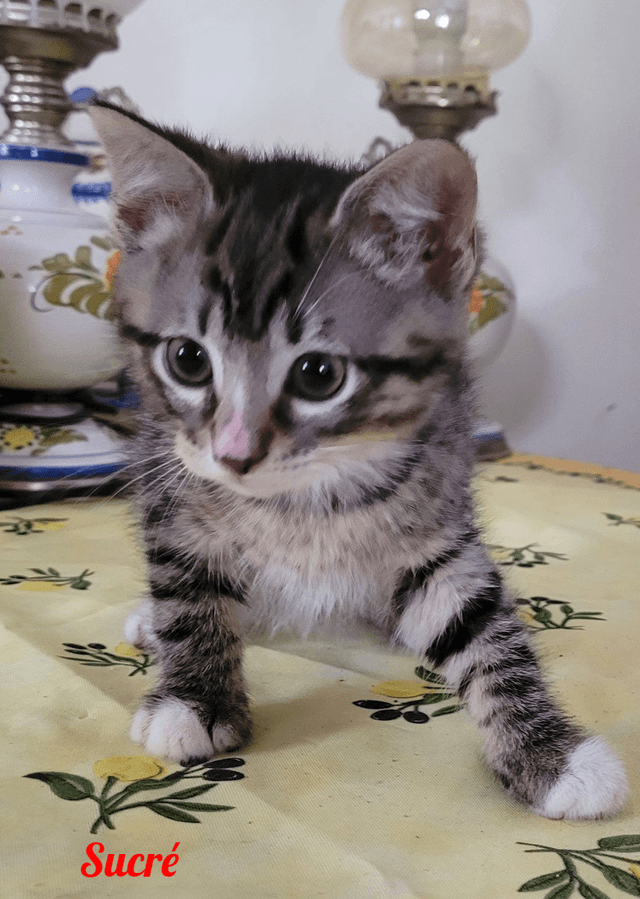 Photo de Sucrée