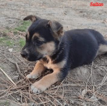 Photo de Sultan-chien