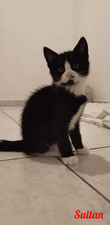 Photo de Sultan