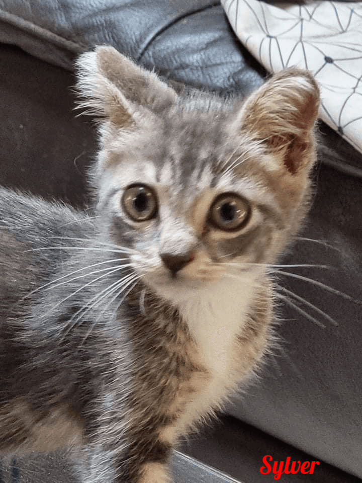 Photo de Sylver