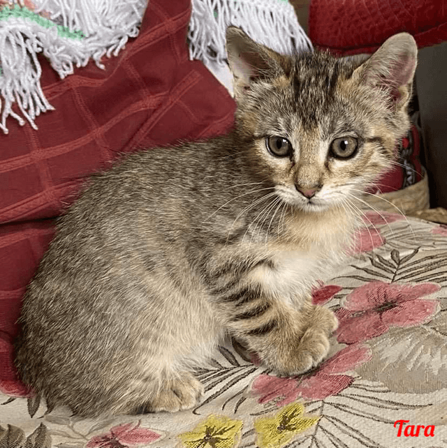 Photo de Tara