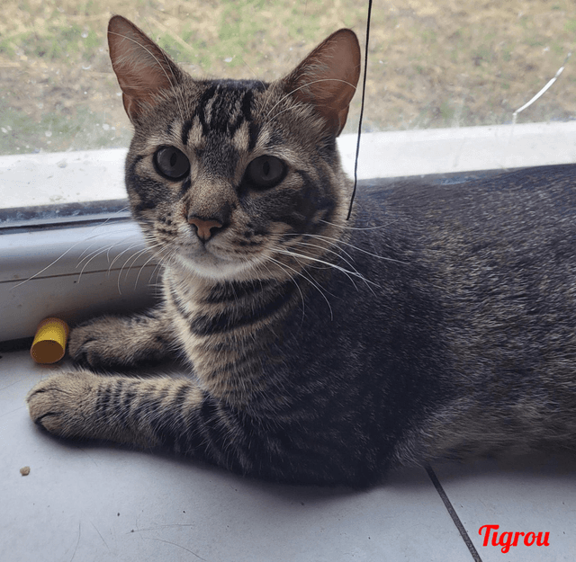Photo de Tigrou-2