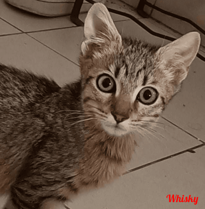 Photo de Whisky-2
