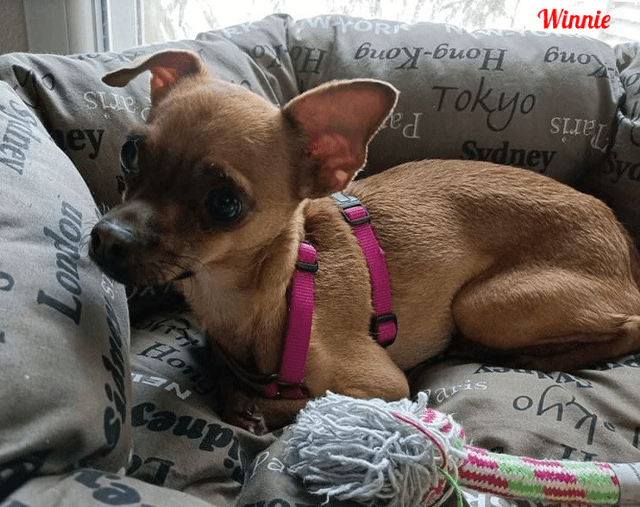 Photo de Winnie