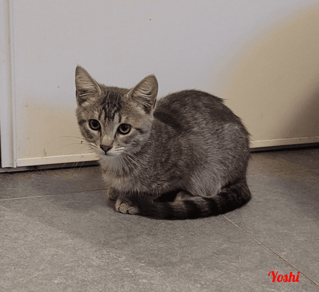 Photo de Yoshi
