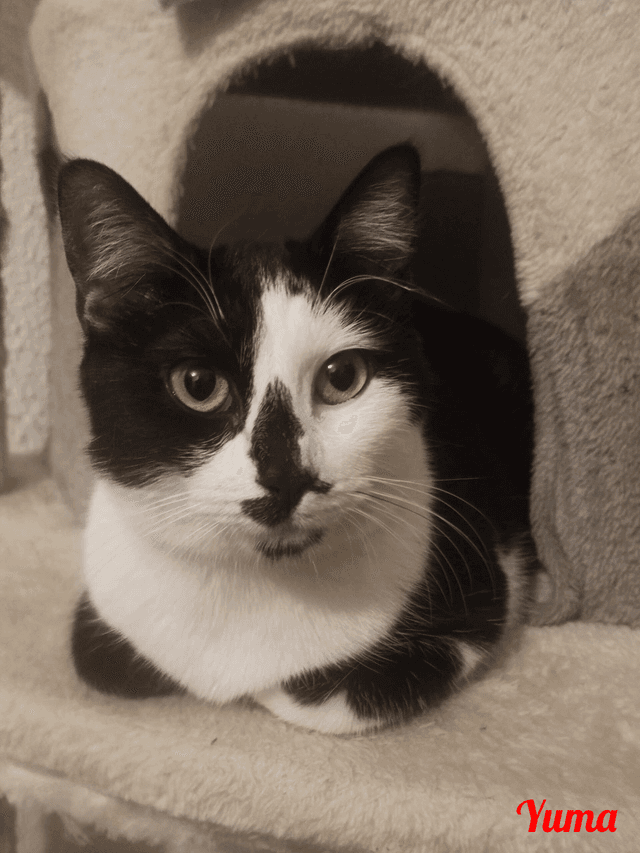 Photo de Yuma