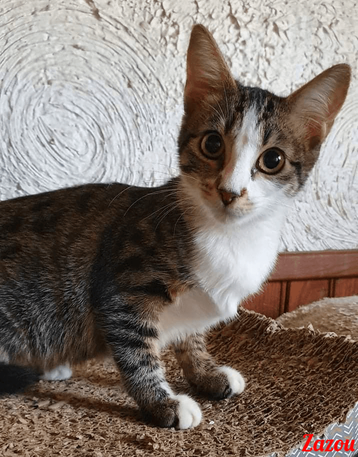 Photo de Zazou