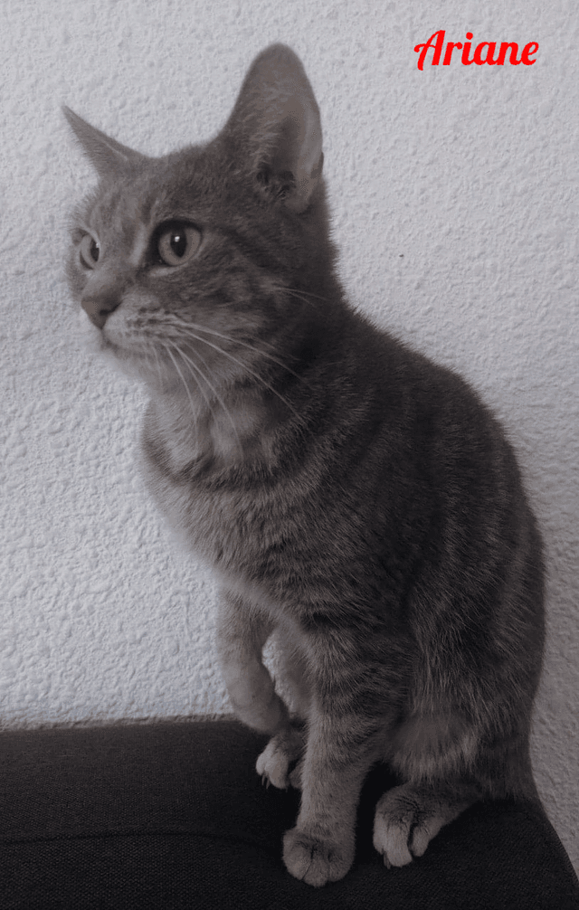 Photo de Ariane