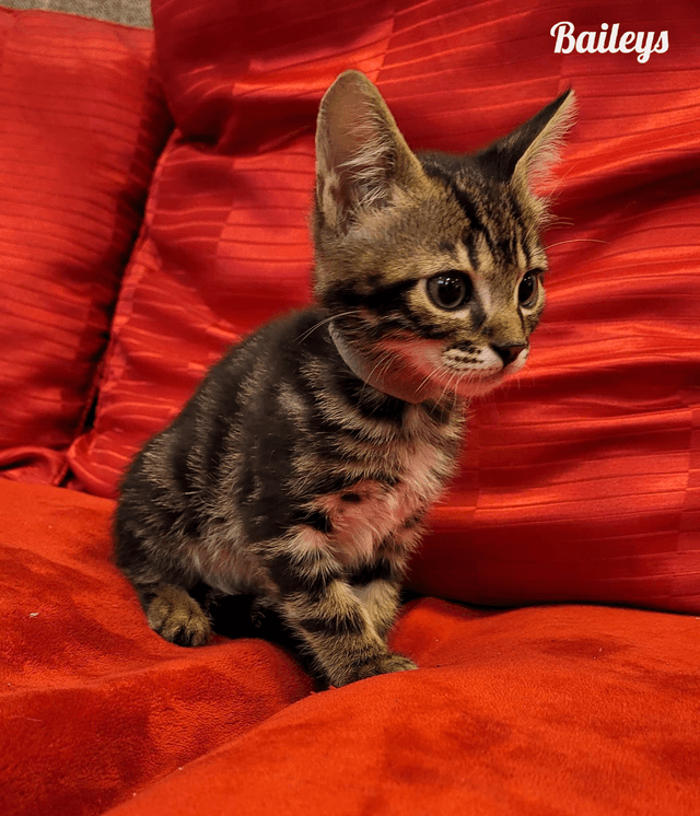 Photo de Baileys