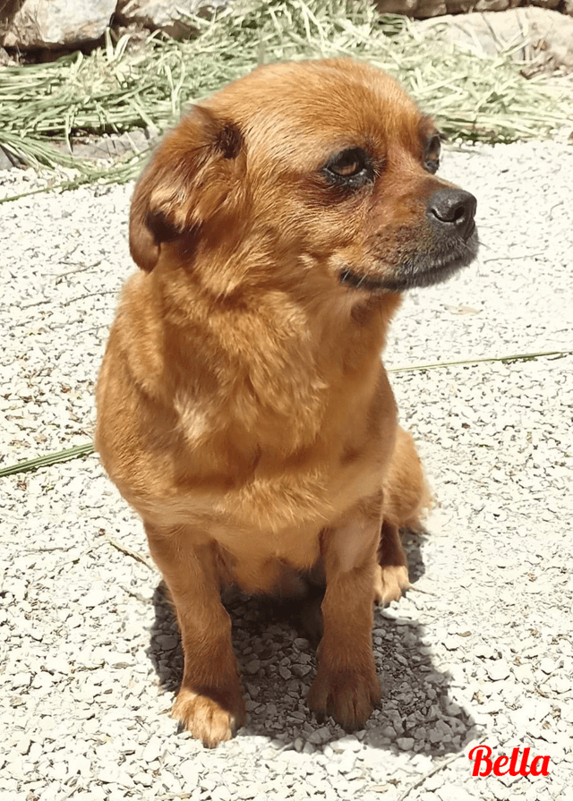 Photo de Bella