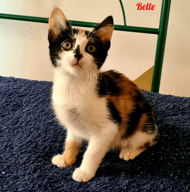 Photo de Belle