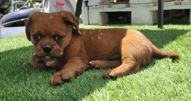 Photo de Blue
