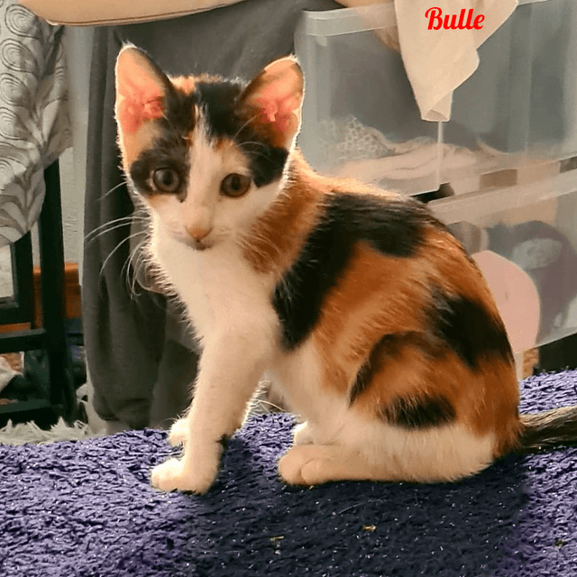 Photo de Bulle