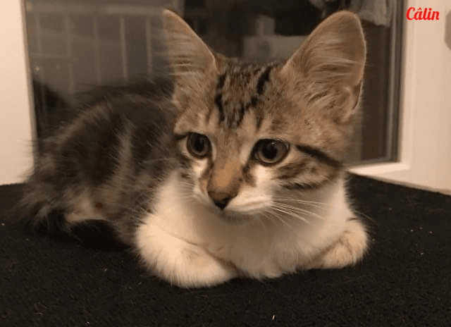 Photo de Câlin