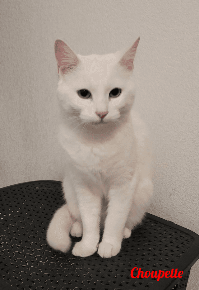Photo de Choupette
