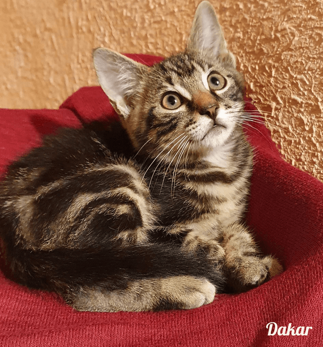 Photo de Dakar