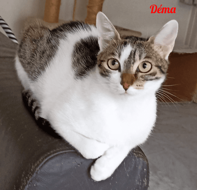 Photo de Dema