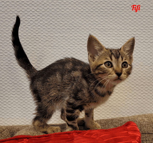 Photo de Fifi