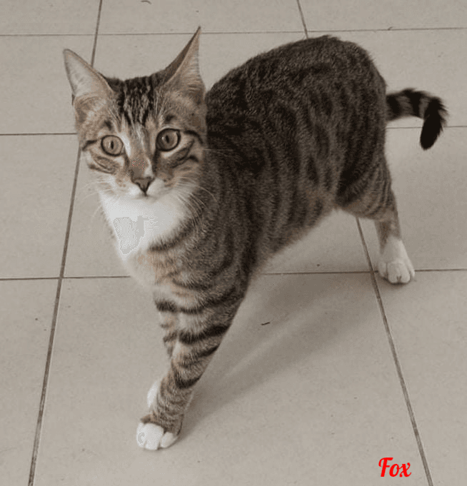 Photo de Fox-2