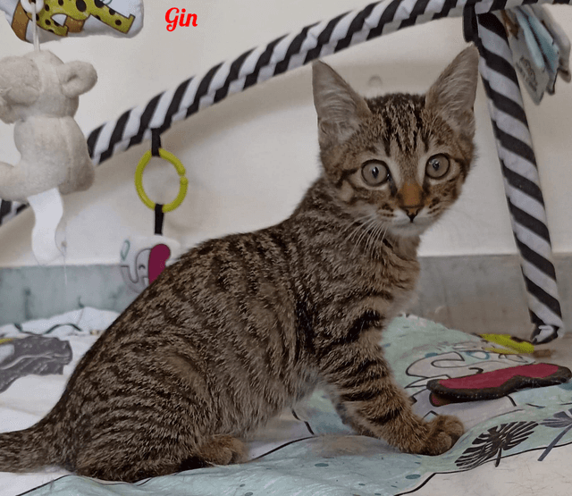 Photo de Gin-2