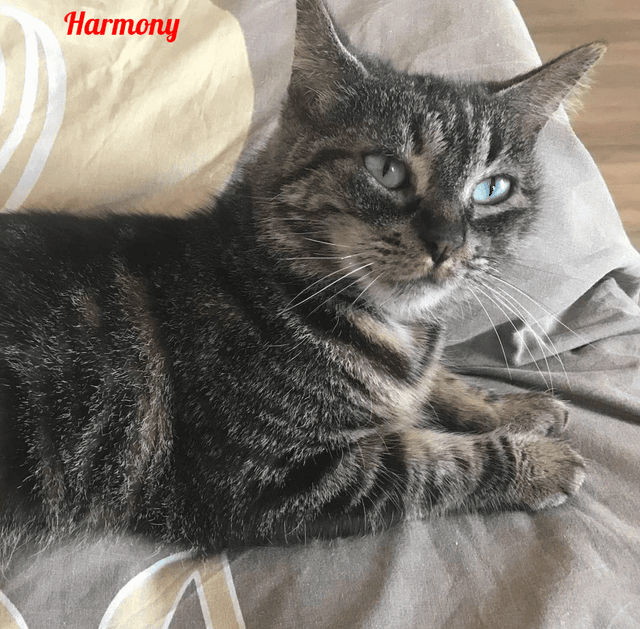 Photo de Harmony-4