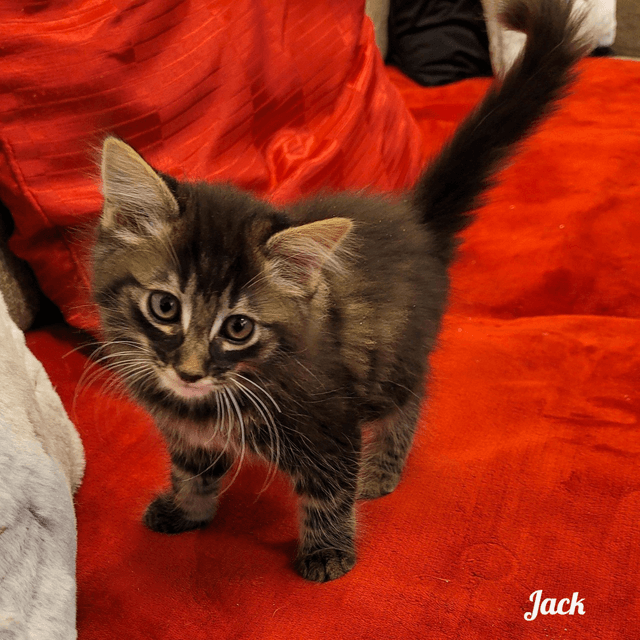Photo de Jack-chat