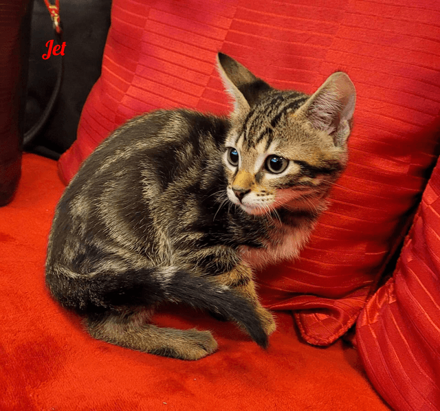 Photo de Jet