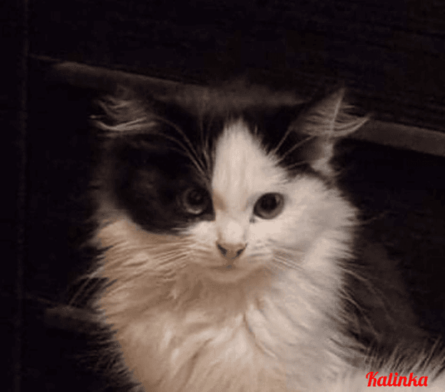 Photo de Kalinka