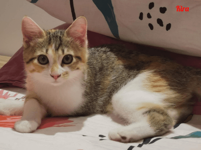 Photo de Kira