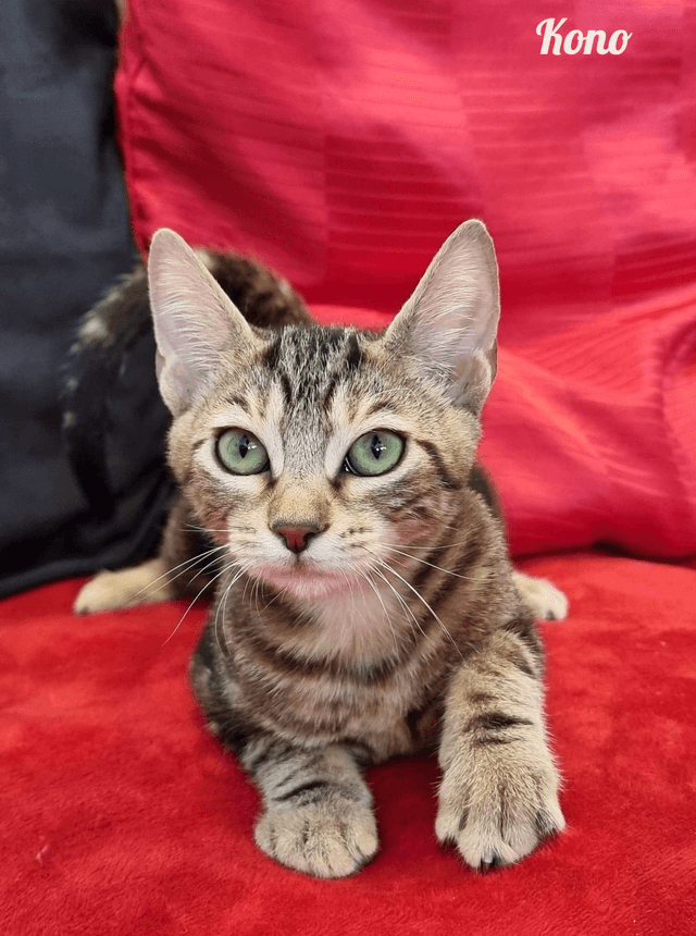 Photo de Kono