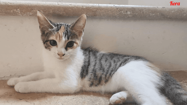 Photo de Kora