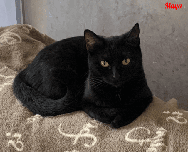 Photo de Maya-chat
