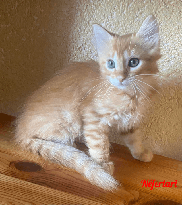 Photo de Néfertari